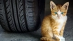 7 Способности на бездомни котки, които им помагат да оцелеят
