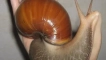 Achatina giant: грижа и поддръжка у дома