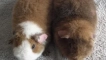 American guine pig teddy: характеристики на съдържанието у дома
