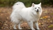 American eskimo spitz: характеристики