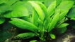 Anubias: съдържанието и възпроизвеждането на растението аквариум