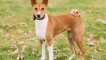 Basenji: характеристики и описание на породата
