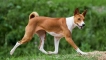 Basenji (куче): африканска непоследователна порода
