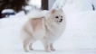 Бяло куче: пухкави кучета с бял цвят