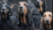 Bladhaund (hound dog): описание на породата