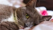 Котешки заболявания: симптоми, маса, лечение