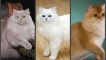 Британска котка с дълги коси, пухкава британска котка