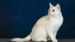 Бурмила котка -дълги котки и къси котки