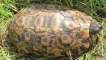 Kinics turtles: съдържание в плен