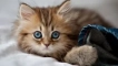 Dehinel за котки