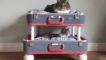 Направете котка за котка със собствените си ръце