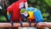 Където папагалите живеят в диви условия