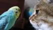 Как се разбират котките и папагалите в един апартамент