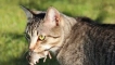 Cat-krysolov: основните варианти за породите на mousetle