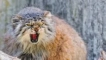 Cat manul: снимка, описание на породата и съдържанието
