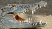 Крокодил: описание на животното, снимки, интересни факти, местообитание, колко живеят, какво ядат...