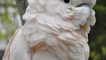 Molucca caccadus