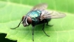 Fly (100 снимки): описание на насекомото, интересни факти, обхват, колко животи, възпроизвеждане, видове...