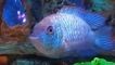 Nannakara neon blue: описание, съдържание и условия за съвместимост