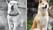 Истинската история на кучето, която е основата на книгата и филма hachiko...