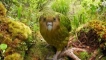 Kakapo non -alemrenter parrot: как изглежда, къде живее, какво яде