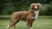 Novoshottland retriever toller: описание на породата