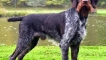 Лов с drathaar: training and training puppy