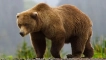 Описание на кафява мечка от червената книга
