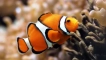Характеристики на рибата клоун или където живее „немо живее и как живее“ живее...