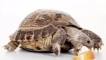 Характеристики на грижите и поддръжката на централната азиатска костенурка у дома...