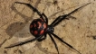 Паяк каракурт или черна вдовица