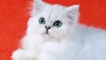 Персийски чинчила - великолепна котка котка