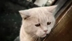 Подкожно кърлеж при котки и методи за лечение