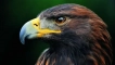 Eagle bird: описание на птицата, местообитанието, интересни факти, всякакви видове, цвят, които ядат, колко живеят, р...