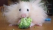 Fluffy miracle - angora hamster: характеристики на съдържанието у дома