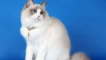 Ragdoll - 120 снимки, описание на външния вид и цвят, неговия характер, тъй като се разбира с други домашни любимци...