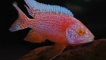 Aulonocar cichlid fish red orchid