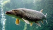 Pike fish: видове, снимки, характеристики, характеристики, навици, как се яде, колко живеят, как се разпространява...