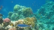 Риба с червено море: каталог на имената