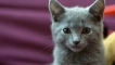Shatrez (cat): описание на френската порода