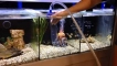 Diy aquarium siphon: master class
