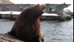 Sivuch (sea lion of steller)