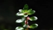 Съдържанието на аквариумната инсталация на indika rotal (rotala indica)
