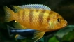 Съдържание на мъжете и жените на cichlida pseudototropha lombardo