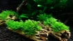Съдържание на moss phoenix (fissidens fontanus) в аквариума