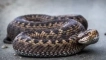 Steppe viper