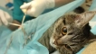 Cat стерилизация: опции на каква възраст се прави най -добре