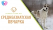 Turkmen alabay, wolfhound или shepherd: описание
