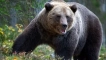 Всичко за brook bear