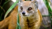 Всичко за mongoose